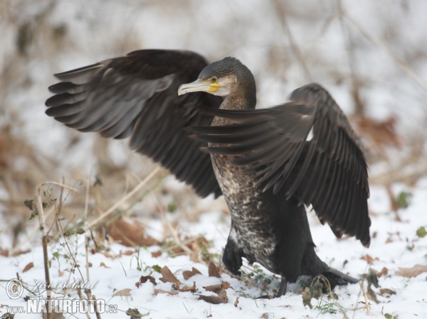 Kormoran (Phalacrocorax carbo)