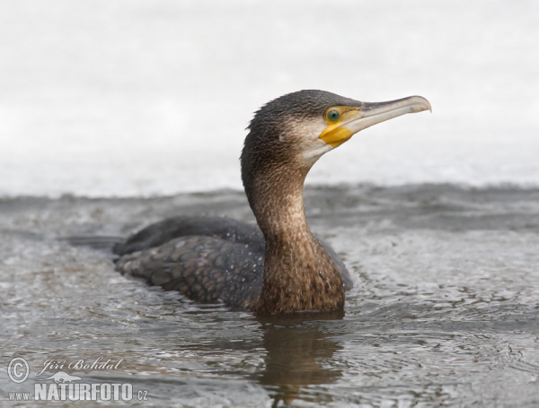 Kormoran (Phalacrocorax carbo)