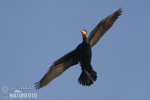 Kormoran (Phalacrocorax carbo)