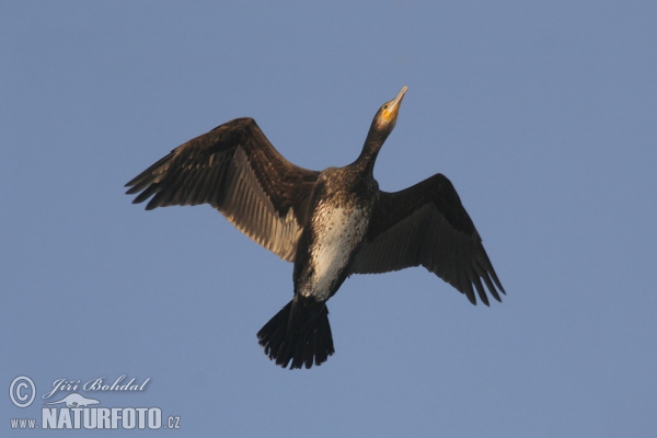 Kormoran (Phalacrocorax carbo)