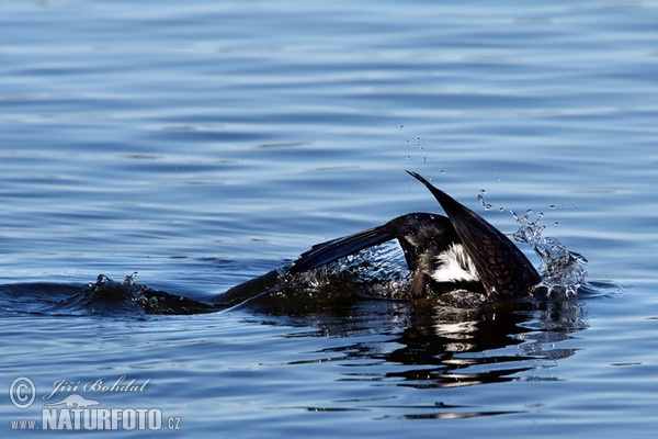 Kormoran (Phalacrocorax carbo)