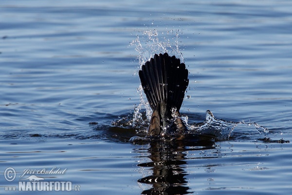 Kormoran (Phalacrocorax carbo)