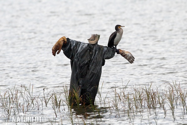 Kormoran (Phalacrocorax carbo)