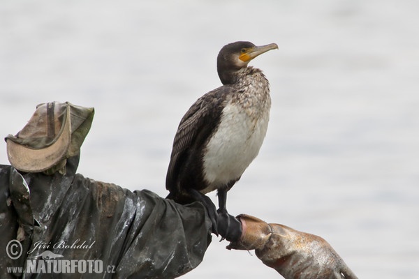 Kormoran (Phalacrocorax carbo)