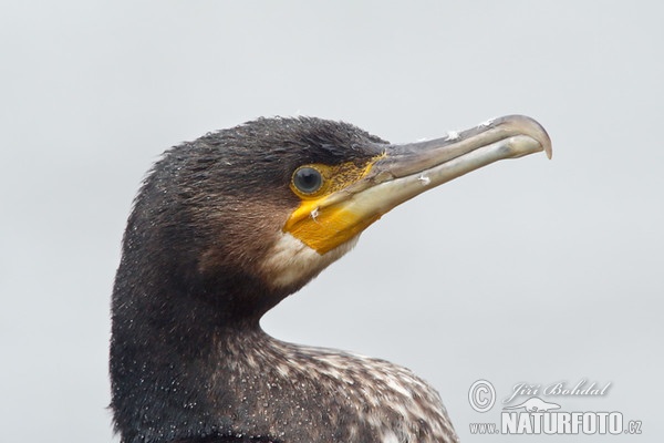 Kormoran (Phalacrocorax carbo)