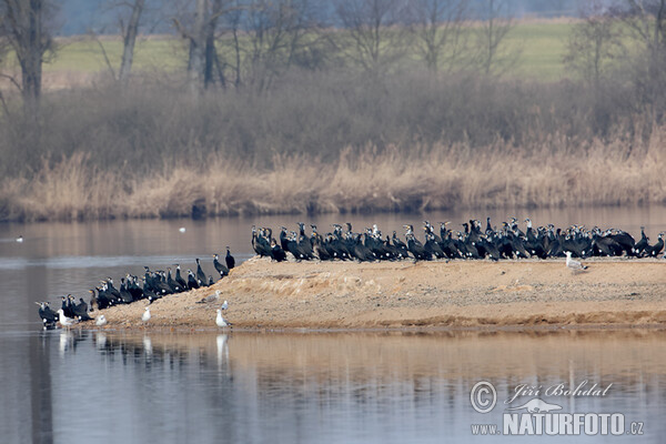 Kormoran (Phalacrocorax carbo)