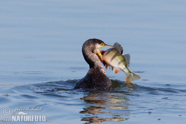 Kormoran (Phalacrocorax carbo)