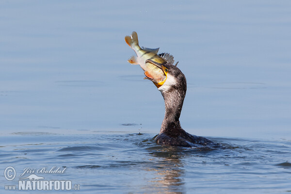 Kormoran (Phalacrocorax carbo)