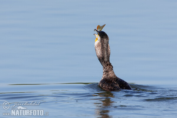 Kormoran (Phalacrocorax carbo)