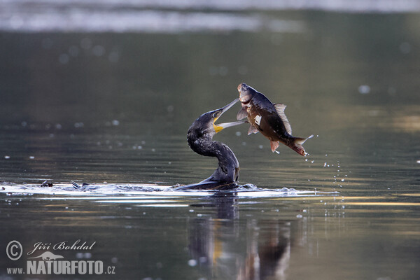 Kormoran (Phalacrocorax carbo)