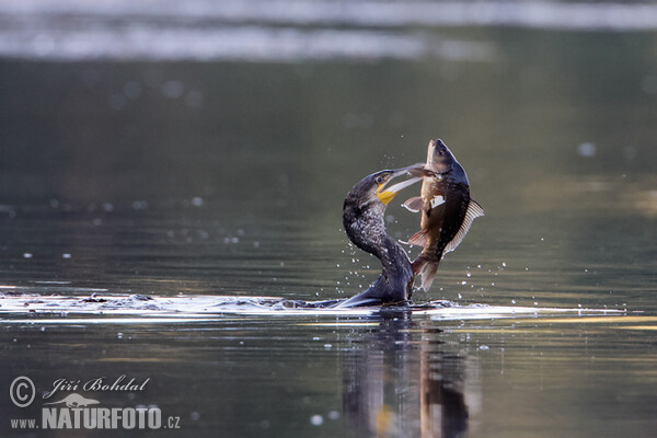 Kormoran (Phalacrocorax carbo)