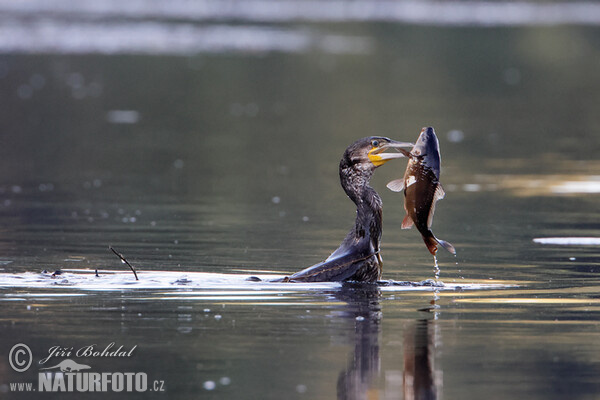 Kormoran (Phalacrocorax carbo)