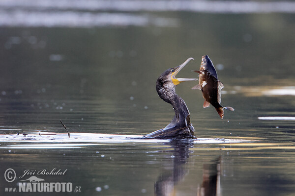 Kormoran (Phalacrocorax carbo)