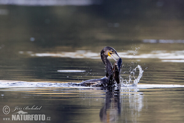 Kormoran (Phalacrocorax carbo)