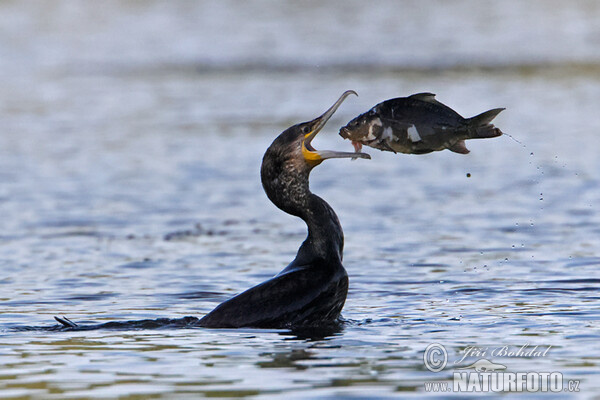 Kormoran (Phalacrocorax carbo)