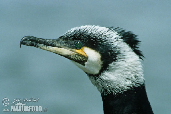 Kormoran (Phalacrocorax carbo)