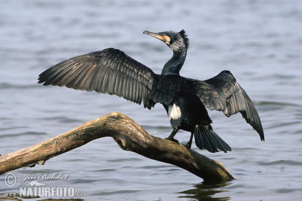 Kormoran (Phalacrocorax carbo)