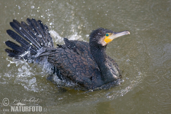 Kormoran (Phalacrocorax carbo)