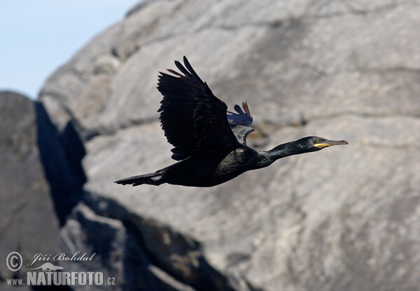 Krähenscharbe (Phalacrocorax aristotelis)