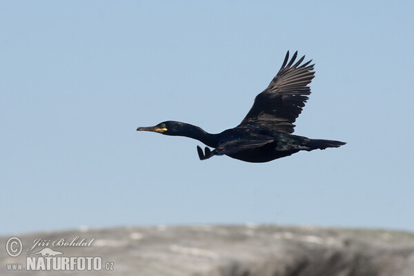 Krähenscharbe (Phalacrocorax aristotelis)