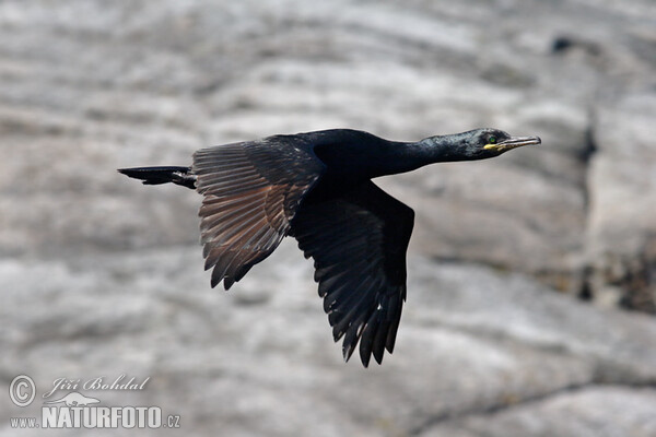 Krähenscharbe (Phalacrocorax aristotelis)