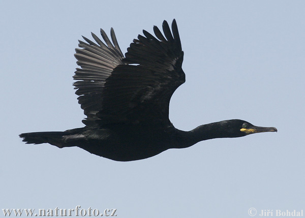 Krähenscharbe Bilder, Krähenscharbe Fotos NaturFoto