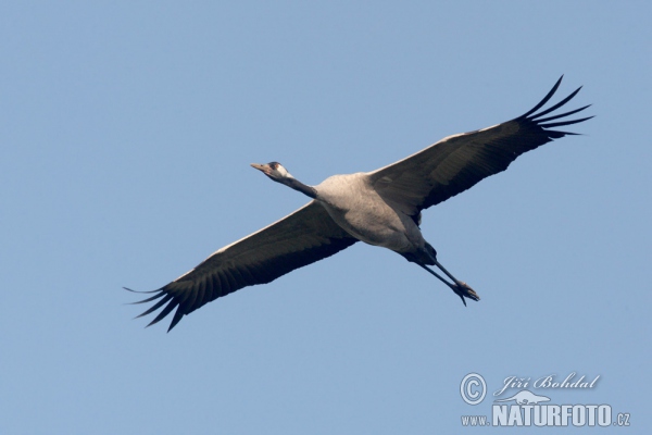 Kranich (Grus grus)