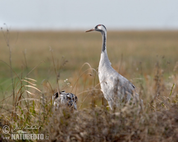 Kranich (Grus grus)