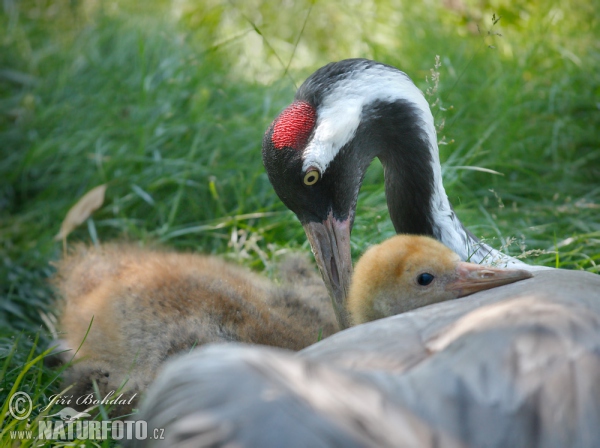 Kranich (Grus grus)