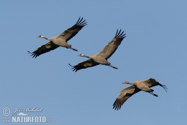 Kranich (Grus grus)