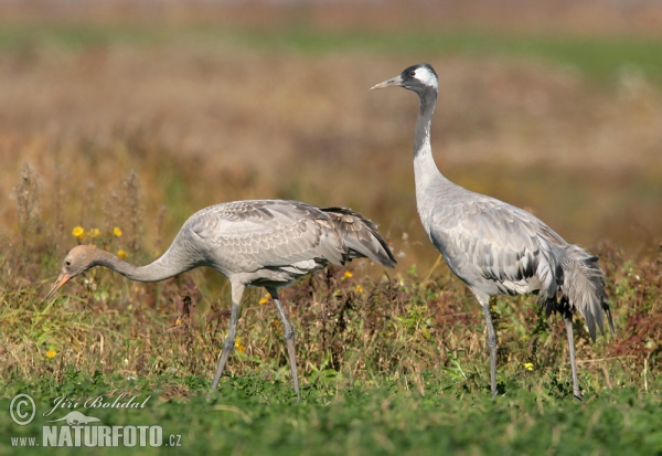 Kranich (Grus grus)