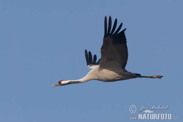 Kranich (Grus grus)