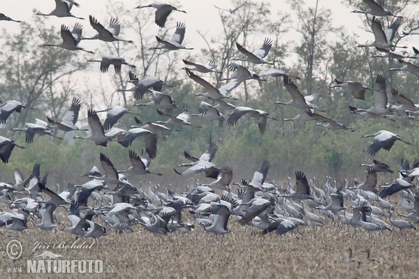 Kranich (Grus grus)