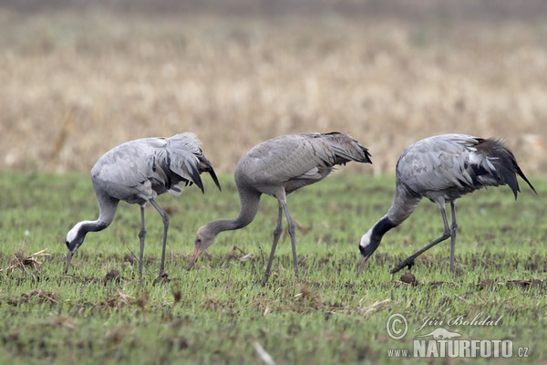 Kranich (Grus grus)