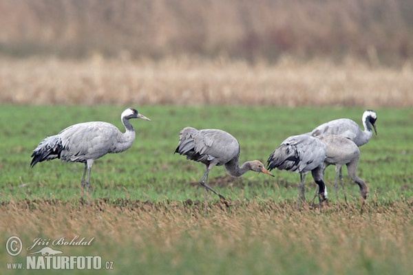 Kranich (Grus grus)