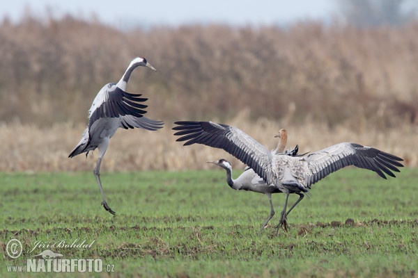 Kranich (Grus grus)