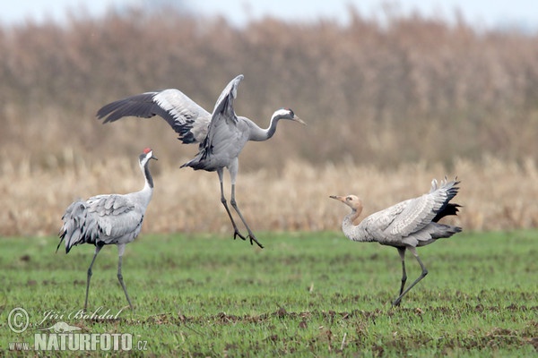 Kranich (Grus grus)