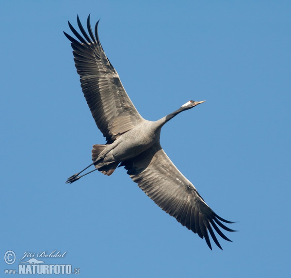 Kranich (Grus grus)