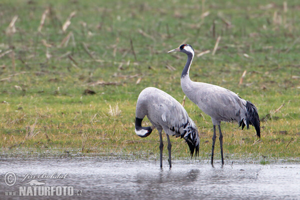 Kranich (Grus grus)