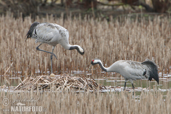 Kranich (Grus grus)