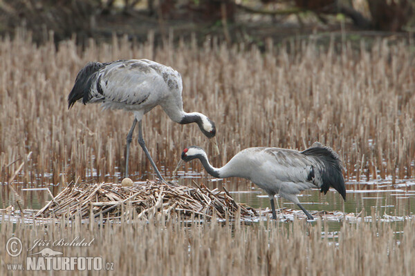 Kranich (Grus grus)