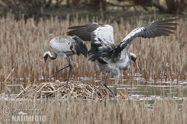 Kranich (Grus grus)