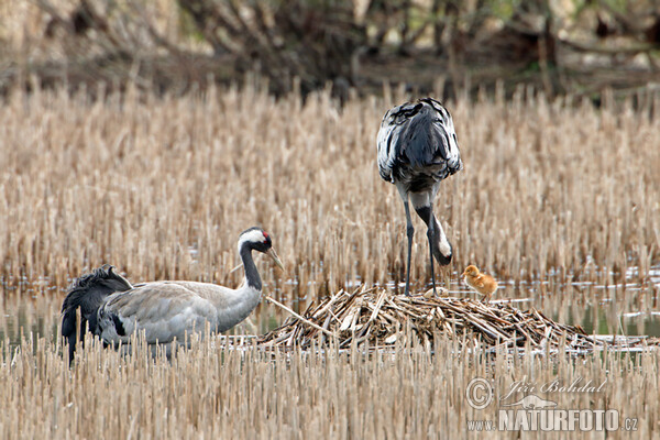 Kranich (Grus grus)