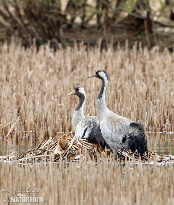 Kranich (Grus grus)