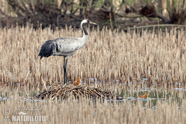 Kranich (Grus grus)