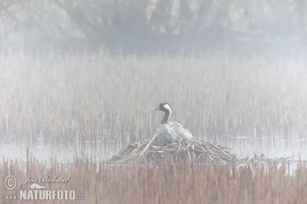 Kranich (Grus grus)