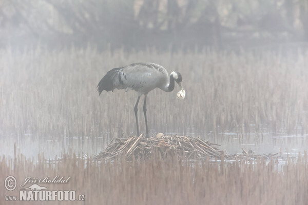 Kranich (Grus grus)