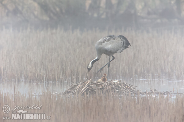 Kranich (Grus grus)