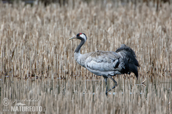 Kranich (Grus grus)