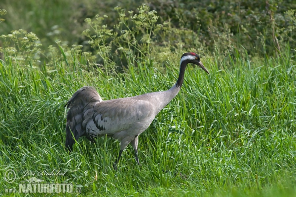 Kranich (Grus grus)